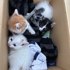 1ヶ月子猫