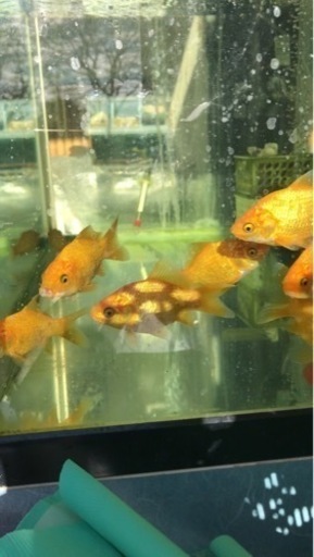 黄金に輝く〜黄鱗〜　5匹セット　新潟県　関根養鯉場産