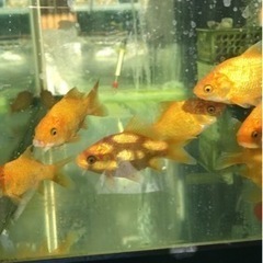 黄金に輝く〜黄鱗〜　5匹セット　新潟県　関根養鯉場産