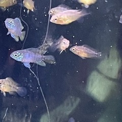 アピストグラマボレリーオパール3匹の画像