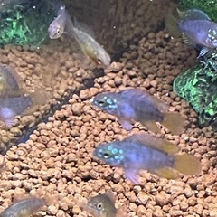 アピストグラマボレリーオパール3匹の画像