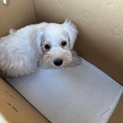 ペットショップcoco新規入荷情報✨