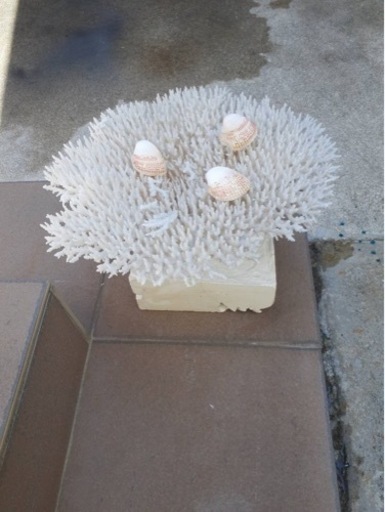 テーブルサンゴ　30センチ