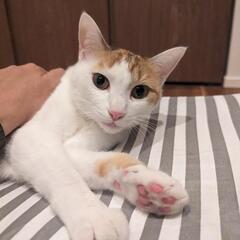 1才♀三毛猫　アメちゃん♪