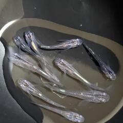 黒かぶき　メダカ　若魚の画像