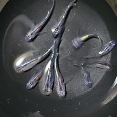 黒かぶき　メダカ　若魚