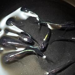 黒かぶき　メダカ　若魚の画像