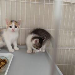 ただいまお見合い決定の為募集は停止しております - 猫