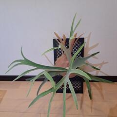 ビカクシダ　ベイチ―