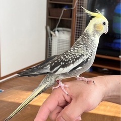 6歳メスのオカメインコ　里親再募集