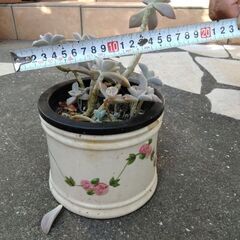 多肉植物の画像