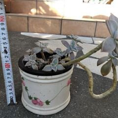 多肉植物の画像