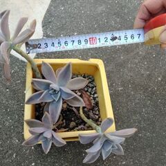 多肉植物の画像