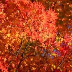 【11/11(土)】大井平公園＆どんぐりの湯＆前田公園♨🍁ツーリ...