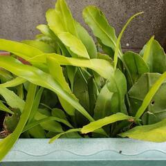 月下美人中３株と挿し穂1本根付の画像