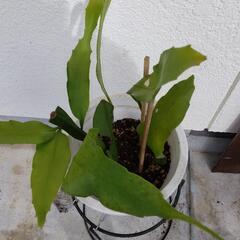 月下美人中３株と挿し穂1本根付の画像