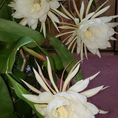 月下美人中３株と挿し穂1本根付の画像