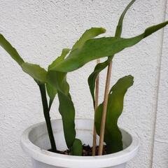 月下美人中３株と挿し穂1本根付の画像