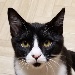 ハチワレ、Vワレ、チョイワレ★白黒3きょうだい - 京都市
