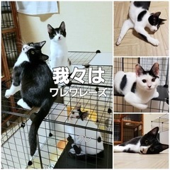ハチワレ、Vワレ、チョイワレ★白黒3きょうだい − 京都府