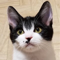 ハチワレ、Vワレ、チョイワレ★白黒3きょうだい - 猫