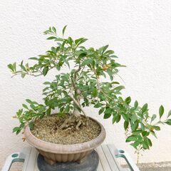 台湾レンギョウ白花
