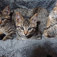 茶トラ子猫ちゃん5匹の里親募集