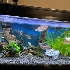 熱帯魚！60ｾﾝﾁ水槽、上部フィルター、ライト、ヒーター等込み