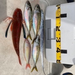 釣り友🎣
