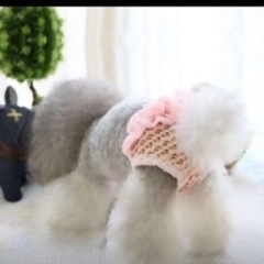 ペット用サニタリー パンツ