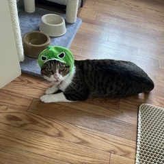  幸せ満開！コロくん　2歳半〜3歳の画像