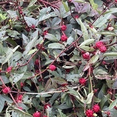 ローゼルの実の画像