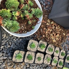 多肉植物