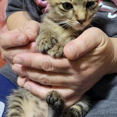 子猫(代理です)