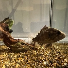 オヤニラミ 飼育個体