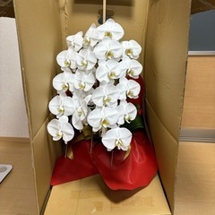 胡蝶蘭