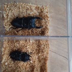 オオクワガタ(長野県産ブリード)をお譲りします。