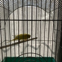 セキセイインコです