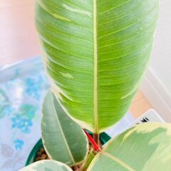 【観葉植物】フィカス・ティネケ（3.5号スリット鉢つき）の画像