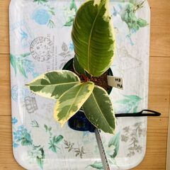 【観葉植物】フィカス・ティネケ（3.5号スリット鉢つき）の画像