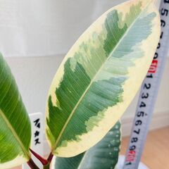 【観葉植物】フィカス・ティネケ（3.5号スリット鉢つき）の画像