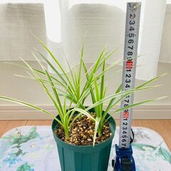 【観葉植物】ドラセナ・ホワイボリー（4号深型スリット鉢つき・3株...