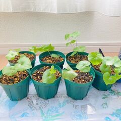 【塊根植物】亀甲竜・実生苗（3号スリット鉢付き）