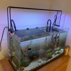 水槽60cmセット