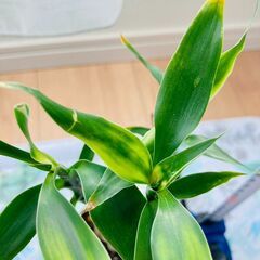【観葉植物】ミリオンバンブー・ストレート（3号スリット鉢つき）の画像