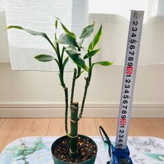 【観葉植物】ミリオンバンブー・ストレート（3号スリット鉢つき）の画像