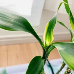 【観葉植物】ミリオンバンブー・ストレート（3号スリット鉢つき）の画像