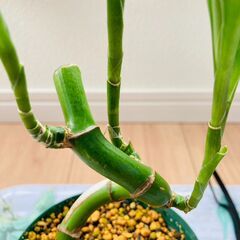観葉植物】ミリオンバンブー・スパイラル（4号深型スリット鉢