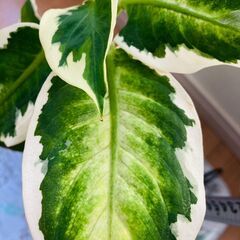 希少種【観葉植物】ディフェンバキア・クールビューティ（4号深型ス...