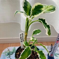希少種【観葉植物】ディフェンバキア・クールビューティ（4号深型スリット鉢つき）の画像
